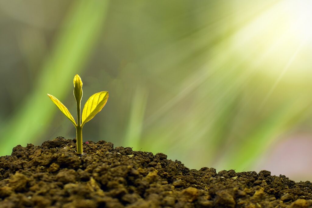 Grow your business by unlocking new customers and markets - A seedling emerging from the earth