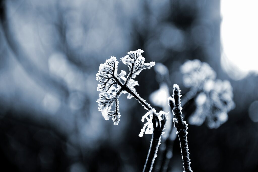 Business Update – 19 October 2023 - grayscale photo of flower covered in frost